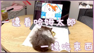 Hamsterdingding．黃金鼠一邊看哈姆太郎一邊吃東西．黃金鼠．熊仔鼠 [黑豆BlackBean]