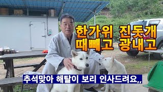 한가위 진돗개 때 빼고 광내고 [중추절 해탈이 보리 인사드려요]