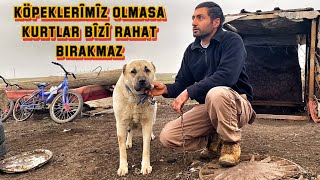 ÖĞRETMENDİ ÇOBAN OLDU ! | HIRSIZLARA VE KURTLARA KARŞI NASIL ÇÖZÜM BULDU ?