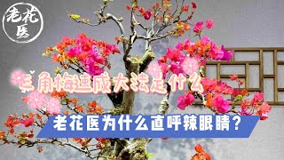 【养花必懂小知识】你知道三角梅速成大法是什么吗？老花医为什么直呼辣眼睛？ Tips and tracks for  water bougainvillea.