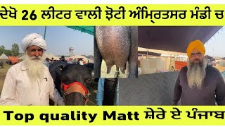 Top murrah buffalow milking capacity 26 kg/ shere e punjab Matt #beanttulewal #horselover