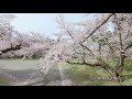 桜ドローン撮影4k 山形県鶴岡市鶴岡公園 tsuruoka park in tsuruoka｜桜ドローンプロジェクト