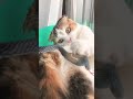 猫とヘビ shorts