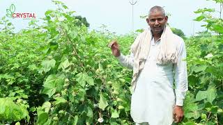 Surpass - 7272 - Cotton Seed - Crystal Crop Protection - Hindi