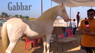 Stallion Gabbar at Sarangkheda Horse Fair 2023