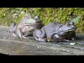 How Farmers Raising Millions Of Frogs and Harvesting -Frog Meat Processing Factory - Frog Farm