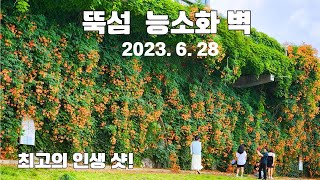 🍁 뚝섬 능소화 벽 Trumpet Creeper ㅣ 📷사진 명소ㅣ인생 샷ㅣ서울 능소화 명소ㅣ2023. 6. 28 촬영