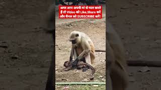 Sab Ke Sapnon Ke Mehlon Me Roshni Banke Mai Chamkunga Maa #maa #monkeylover #monkeybaby #mother