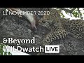 WILDwatch Live | 11 November, 2020 | Morning Safari | South Africa