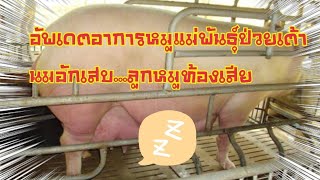 อัพเดตอาการหมูแม่พันธุ์ป่วยเต้านมอักเสบ...ลูกหมูท้องเสีย