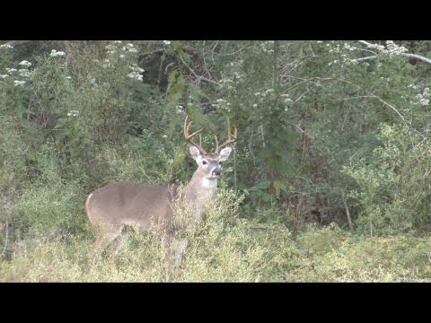 Rattling In Some Rutting Bucks Rattling In Some Rutting Bucks