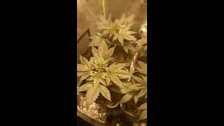 Indoor 🔥🔥 Seguimiento Semana 3 💥 Psicodelicia