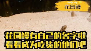 ［花园鳗］花园鳗有了自己的名字啦，吃饭也香了