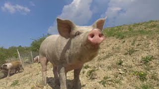 ALARM PËR FESTA! Konfirmohet zyrtarisht prania e Murtajës Afrikane në Derrat e butë në Shqipëri