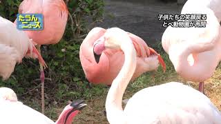 【4K】たうんニュース2020年5月「とべ動物園 再開」