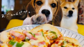 柴犬と弟子が監督する餃子の皮のクリスピーピザ Two dogs eyeing my pizza