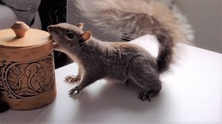Smoothie the squirrel searches my home thoroughly for food