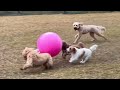 Swiss ball 🔵 Small doggies Shenanigans!! ❤️❤️