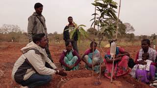 बिना लगात की टपक सिंचाई /Birsa Munda Aam Bagwani/Bottle Drip Irrigation