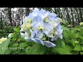 神奈川：無料で楽しめる紫陽花スポットを３つご紹介 3 free hydrangea spots in kanagawa japan