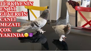 ÇİNGENE TAKLACI BABA VE OĞLU GÖRSEL HAZİRANDA CANLI MEZATIMIZ BAŞLIYOR🙌😈