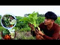 Harvesting different vegetables for PORK NILAGA | bok choy | Pinoy taste life Episode 4