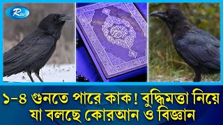 পাখি হিসেবে কাক কেন বুদ্ধিমান? যা বলছে কোরআন ও বিজ্ঞান | Crow | Rtv News