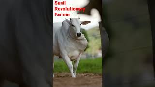 👍 Beautiful Cow 👌 #Sunil Revolutionary Farmer