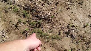 Planting Buck Forage Oats