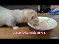 【フェレット】死にかけたフェレットが介護食で元気になりました！