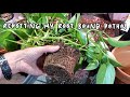 REPOTTING MY ROOT BOUND POTHOS | Combining Two Plants!