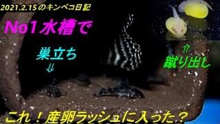 2021.2.15のキンペコ日記：キンペコ稚魚の巣立ちと孵化したばかりの稚魚の蹴り出し映像紹介