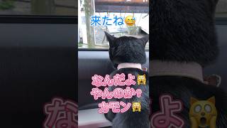 【天才お喋り猫】滑舌よく野良猫を挑発します！ #cat #しゃべる猫