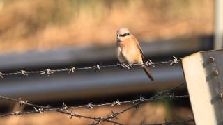 ♪鳥くん野鳥動画（神奈川）ｼﾏｱｶﾓｽﾞ（ｾｱｶﾓｽﾞと言われていたやつ）BrownShrike