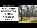 SFE Webinar: Northern Bobwhites and Fire - A Perfect Match