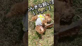 ぼくのストレス解消法。#shorts #トイプー#犬