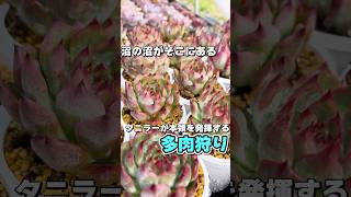 多肉やってて1番アドレナリンが出る瞬間！秋の多肉狩りに行こう！ #多肉植物 #succulents #エケベリア #mokimoki #モキモキ