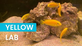 Yellow Lab Cichlids: Complete Care Guide for Stunning Lake Malawi Mbunas