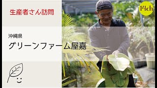 生産者さん訪問沖縄県『グリーンファーム屋嘉』１４チャンネル　創作意欲を掻き立てる葉物生産。