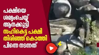 പക്ഷിയെ ശല്യം ചെയ്ത് ആനക്കുട്ടി,​ സഹികെട്ട പക്ഷി തിരിഞ്ഞ് കൊത്തി,​ പിന്നെ നടന്നത് ‍ | Elephant