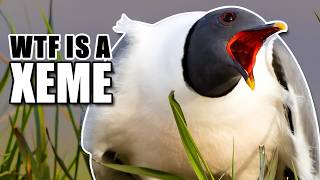 Xeme Facts: Sabine's Gull (Xema) 𓅰 Animal Fact Files