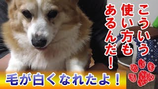 飼い主必見！これで舐めてやけた毛の色が戻るとは！【コーギーチロ】