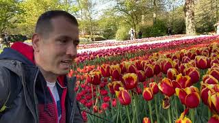 Tulipán paradicsom Hollandiában. Keukenhof. 2022