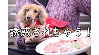 【おうちキャンプ】お肉の誘惑に勝てない犬【カニンヘンダックス えびすの日常】