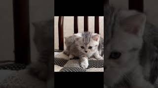 子猫動画💕かわいすぎるよ😂#キュン死 💕