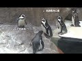 【マリンピア日本海】不穏な2羽のペンギン