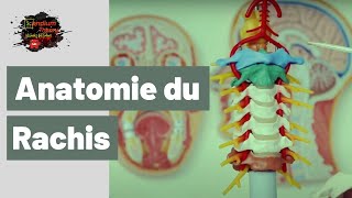 Neuroanatomie - Anatomie de la colonne vertébrale (rachis)