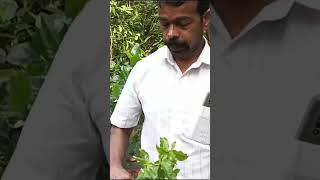 50 രൂപക്ക് ചാമ്പ #fruitplant #krishi #fruit