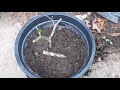 the secrets of stem cuttings propagation cuttings propagation easy method