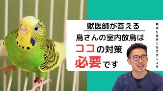 【質問コーナー】インコ1歳2ヶ月で体重が46gある…ダイエットは必要？シロアリ退治した後の家に鳥さんを連れて行っても大丈夫？熱中症対策にOS- 1を与えても大丈夫？などにお答えしました！